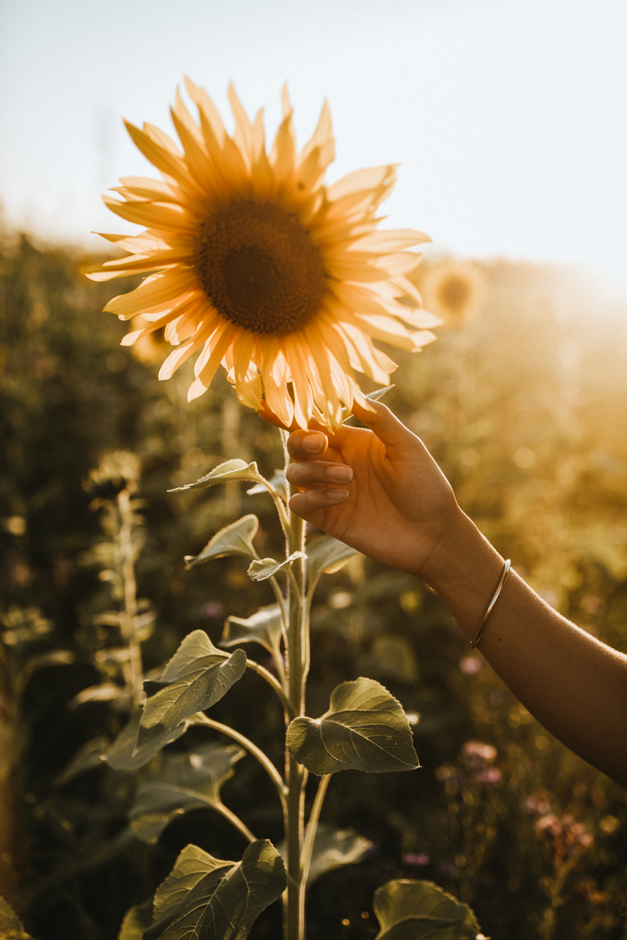Sonnenblume - Detailbild - abendlicht