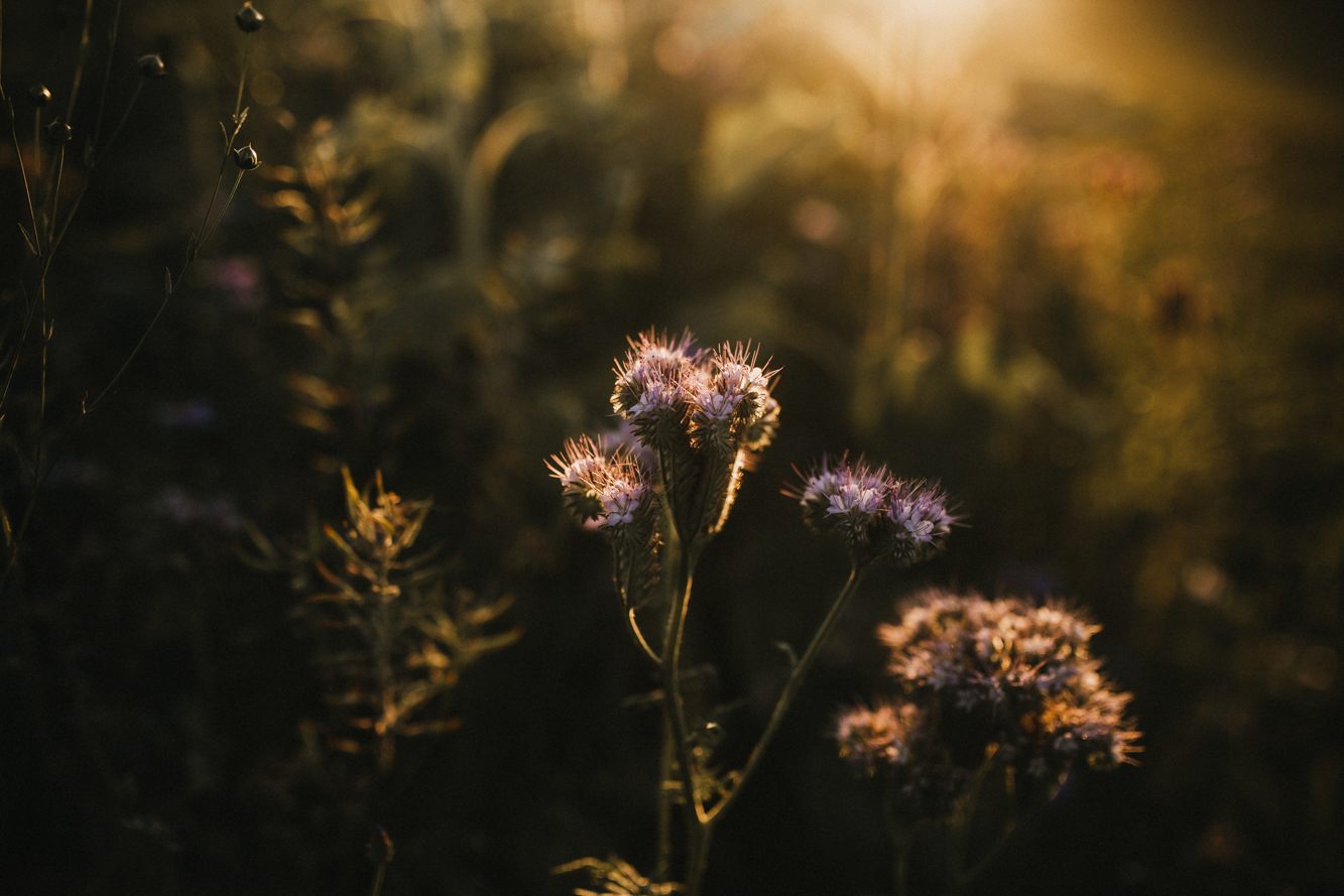 Sonnenblume - Detailbild - abendlicht